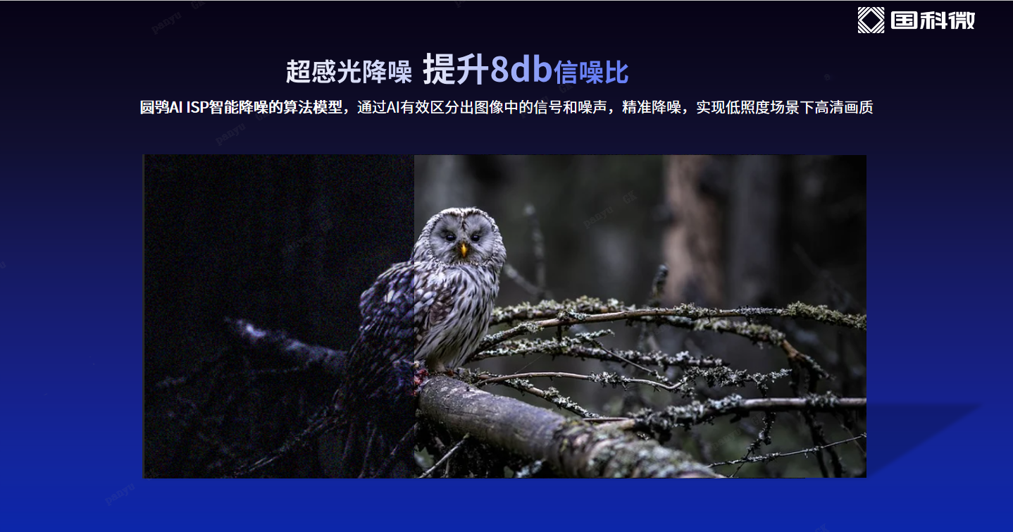今晚必出二肖今年